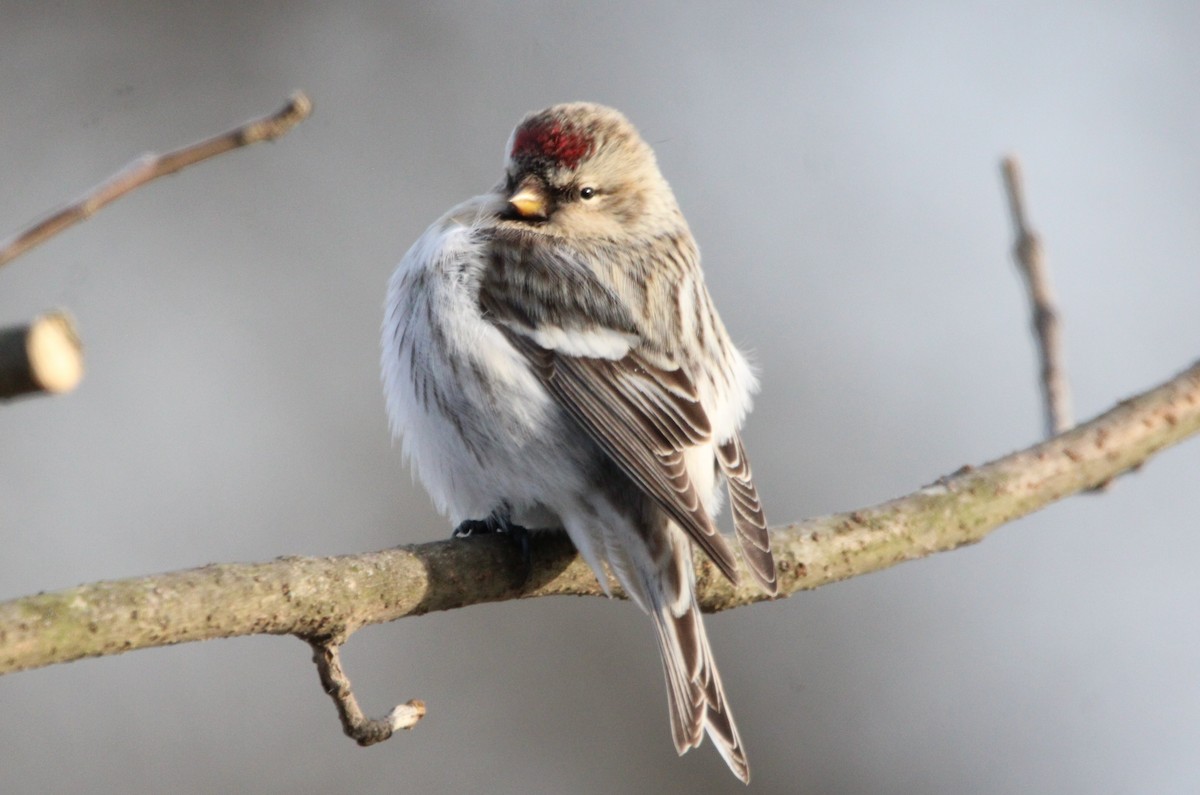 tanımsız Acanthis/Spinus sp. - ML457138131