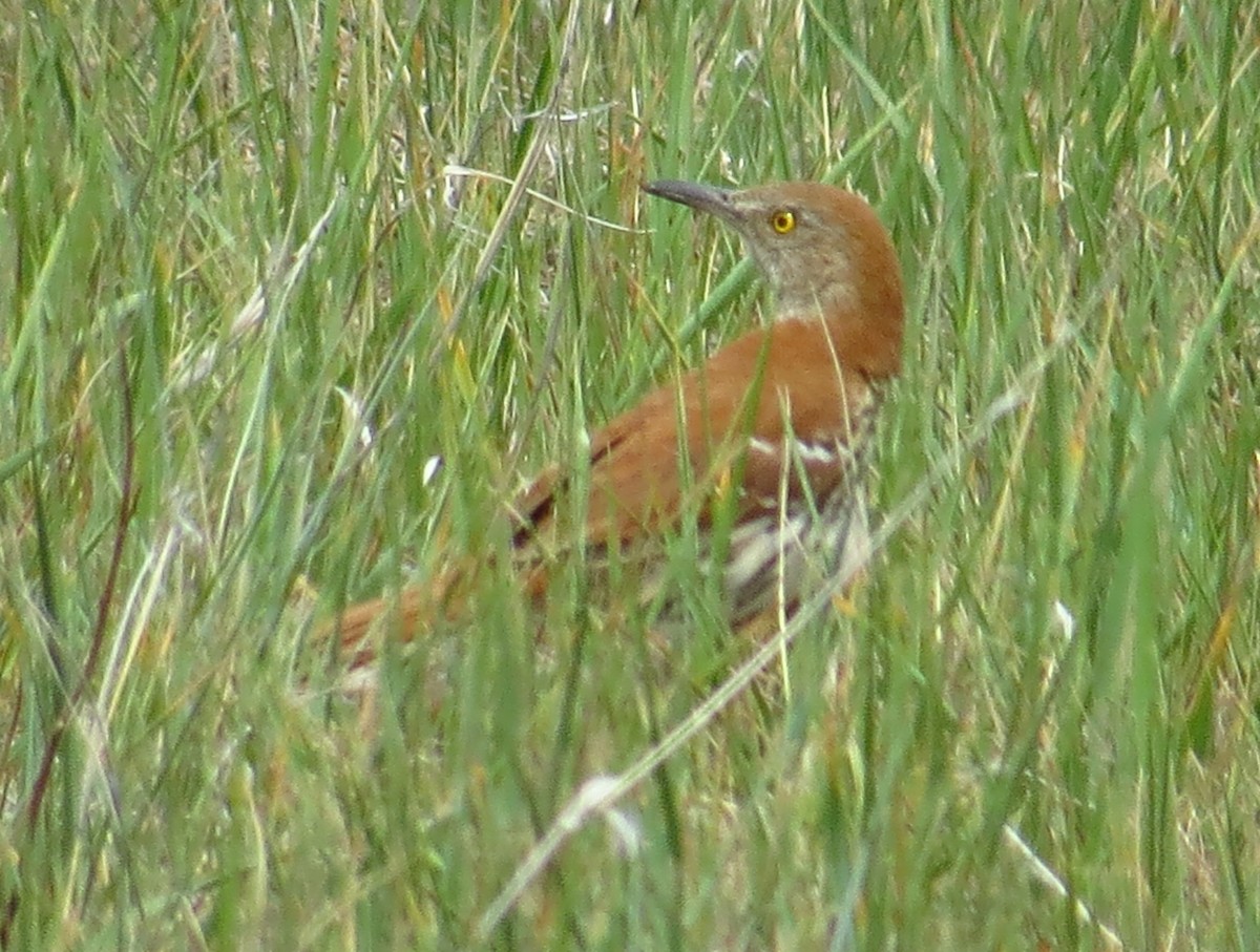 Brown Thrasher - ML457138261