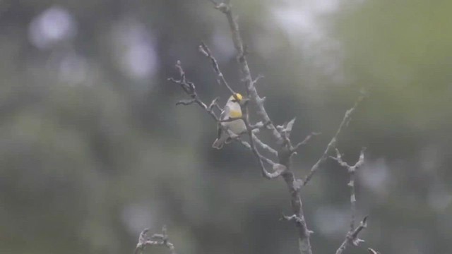 Brewster's Warbler (hybrid) - ML457138401