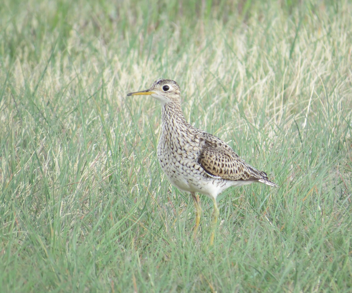 Upland Sandpiper - ML457138471