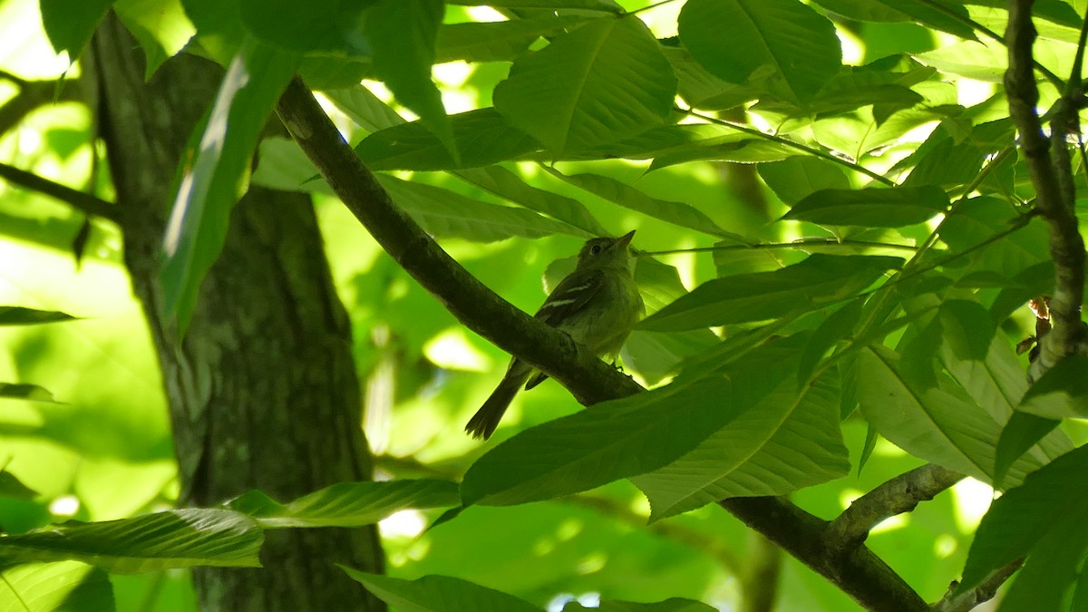 Acadian Flycatcher - ML457138891