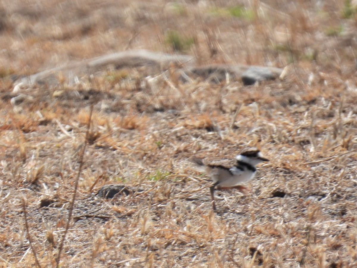 Killdeer - ML457139041