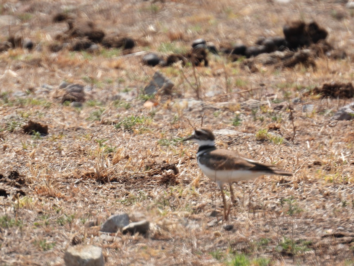 Killdeer - ML457139091