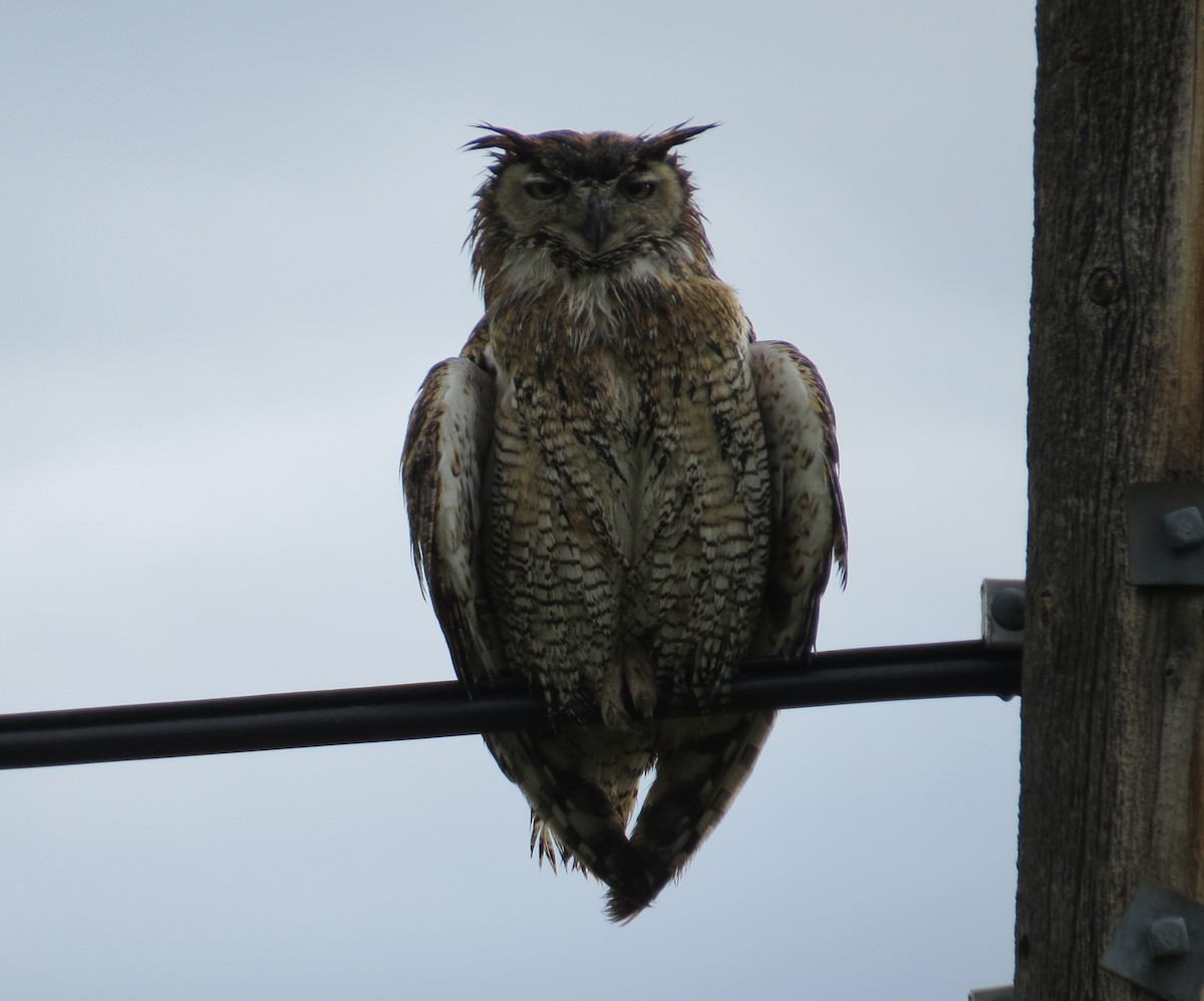 Great Horned Owl - Boaz Crees