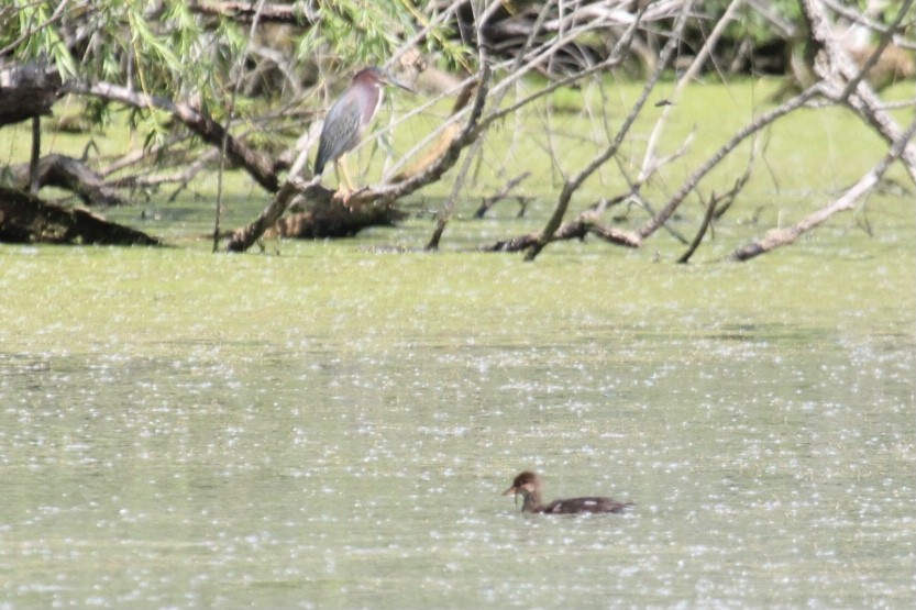 Hooded Merganser - ML457140801