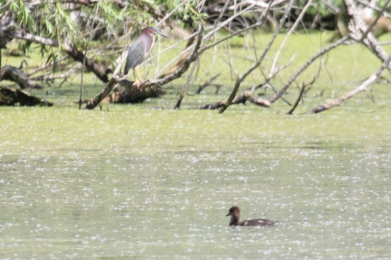 Hooded Merganser - ML457140821