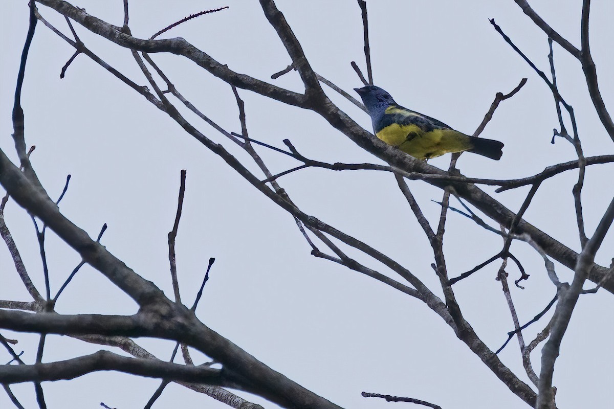 Turquoise Tanager - Leonildo Piovesan