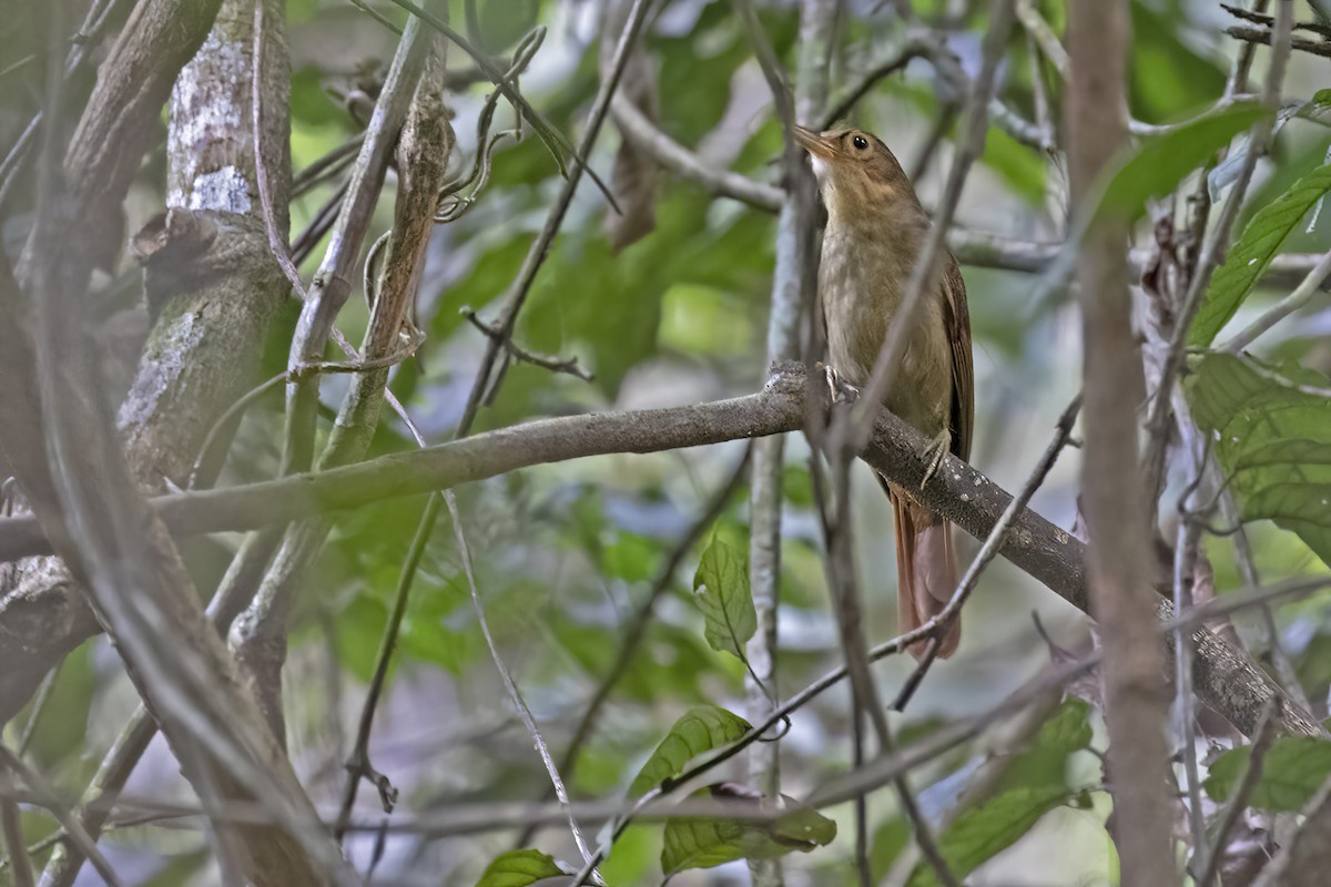 Ochre-throated Foliage-gleaner - ML457140931