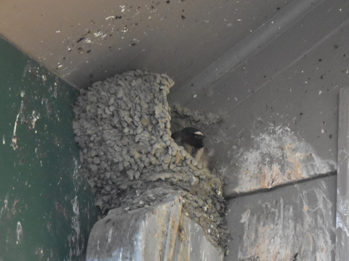 Cliff Swallow - ML457141521