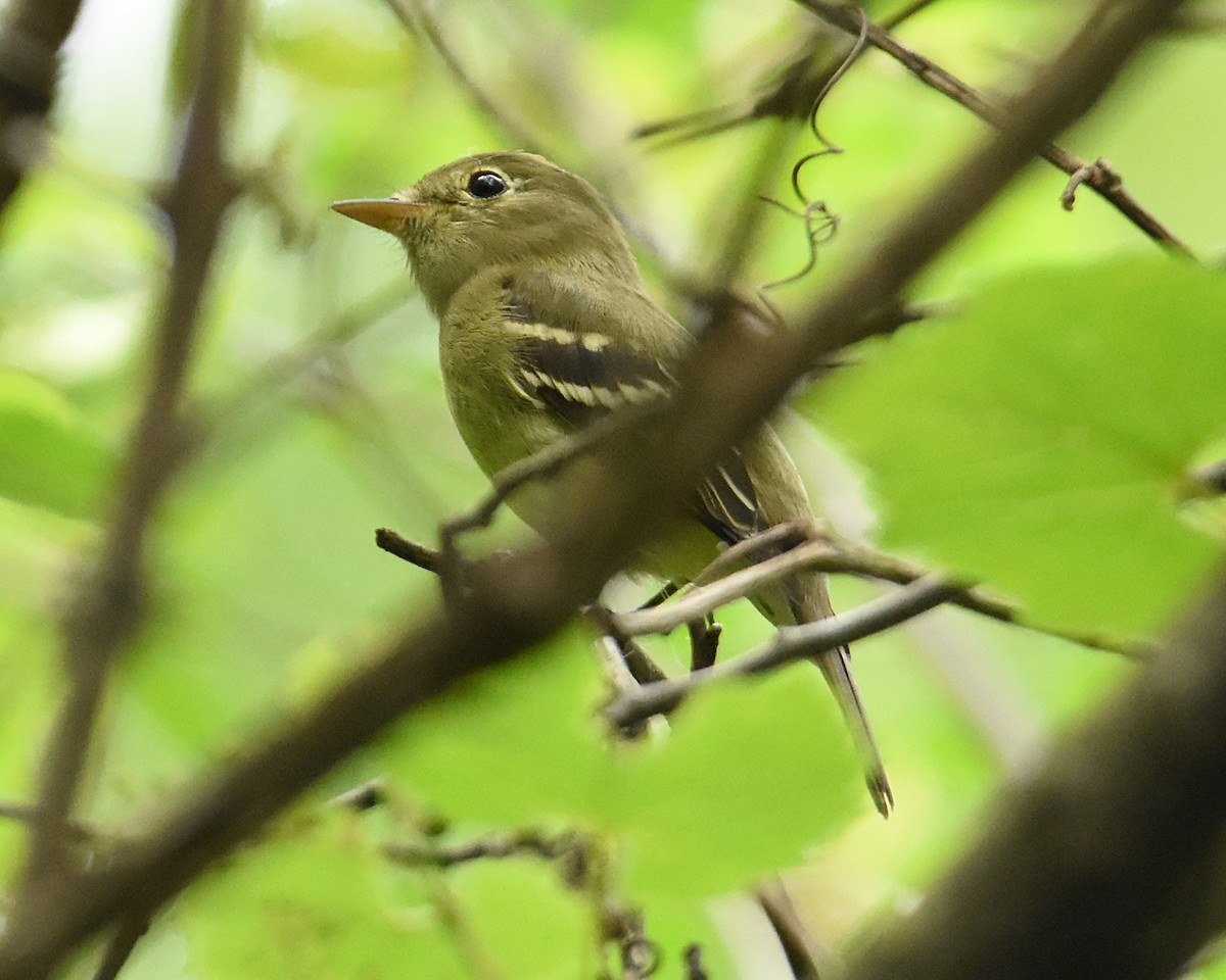 Yellow-bellied Flycatcher - ML457141651