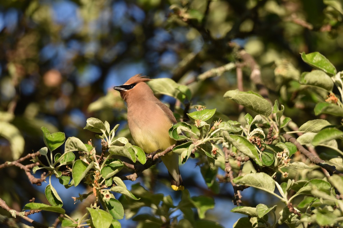 Cedar Waxwing - ML457141741
