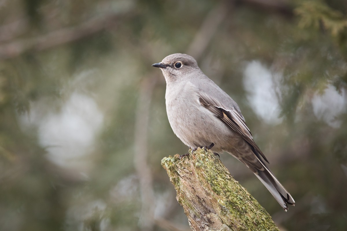 Townsend's Solitaire - ML45714191