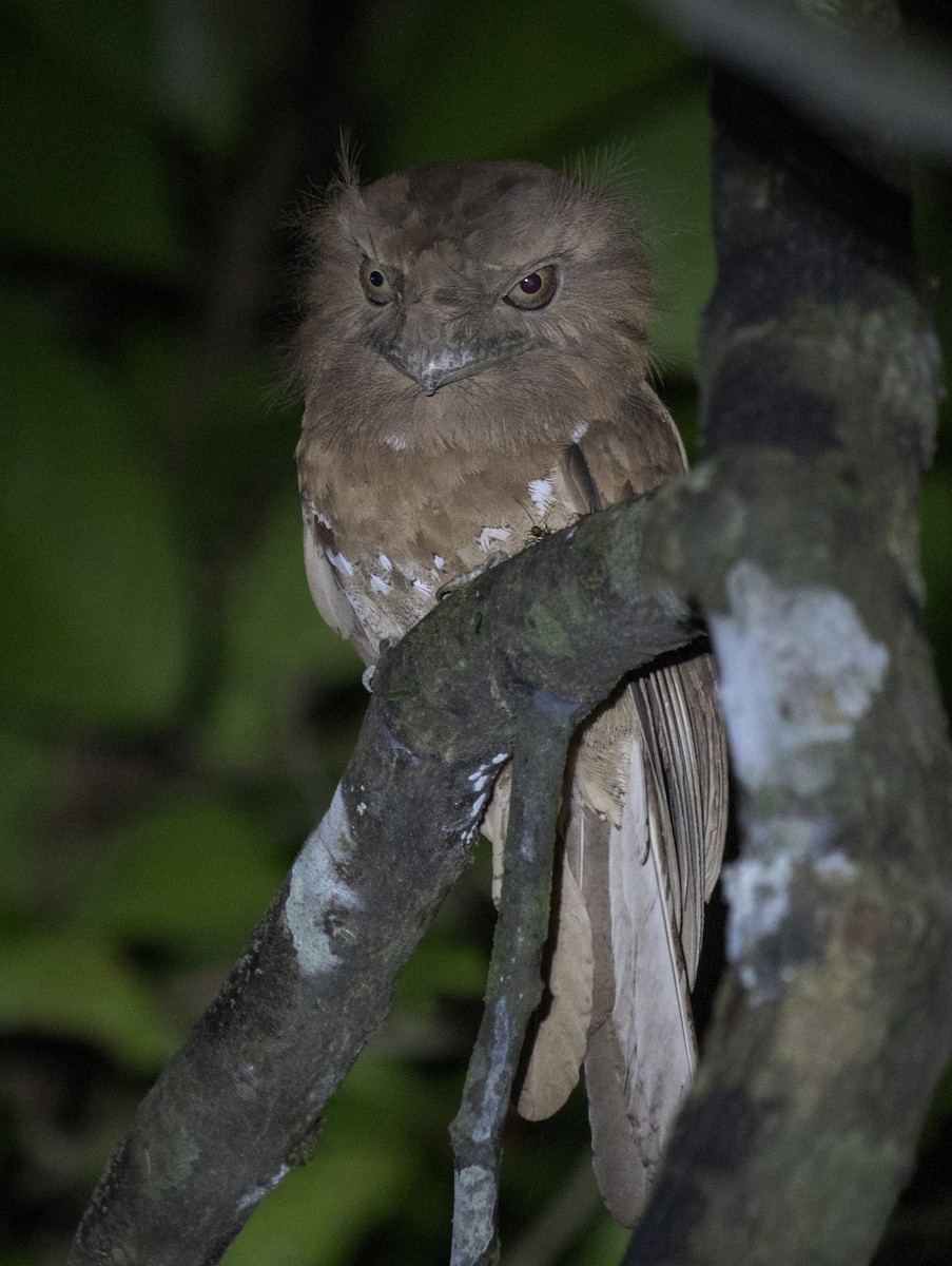 Sri Lanka Frogmouth - ML457141921