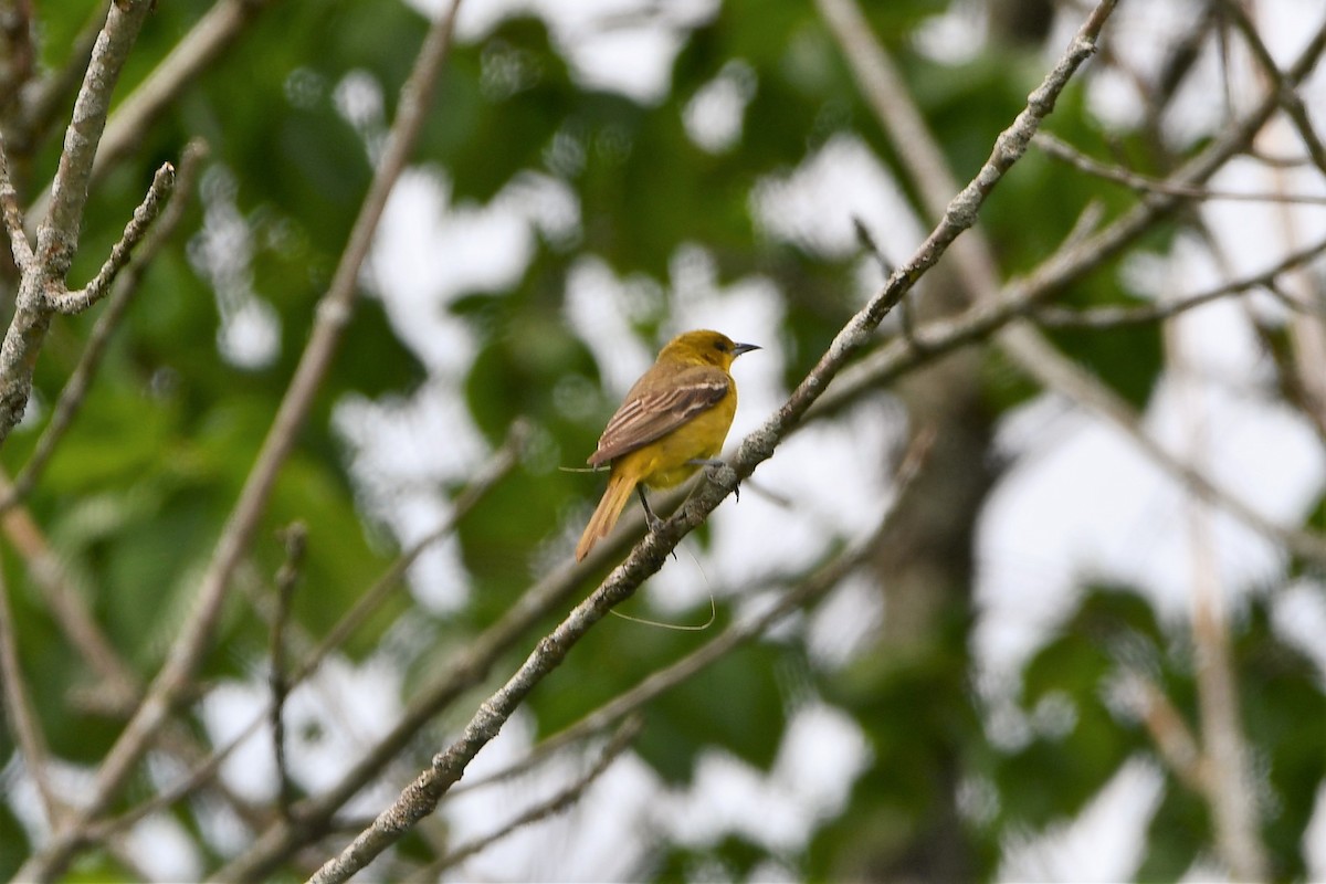 Orchard Oriole - ML457141961