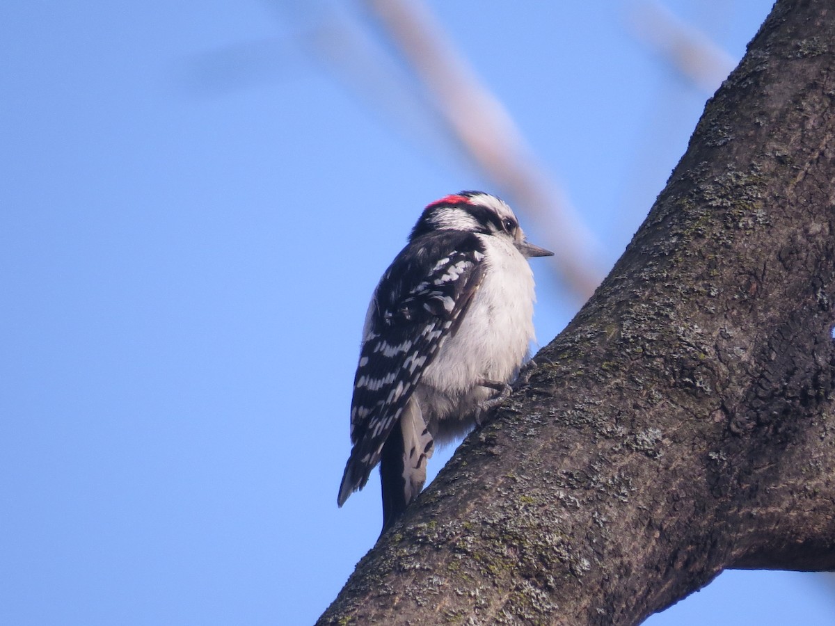 Downy Woodpecker - ML457142111