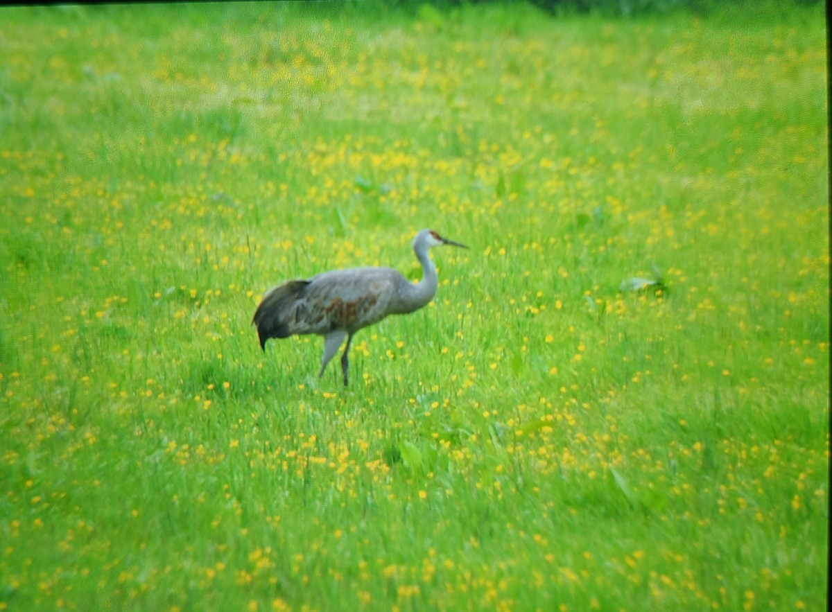 Sandhill Crane - ML457142231