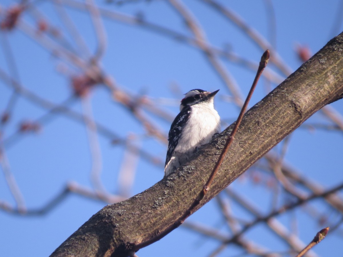 Downy Woodpecker - ML457142341