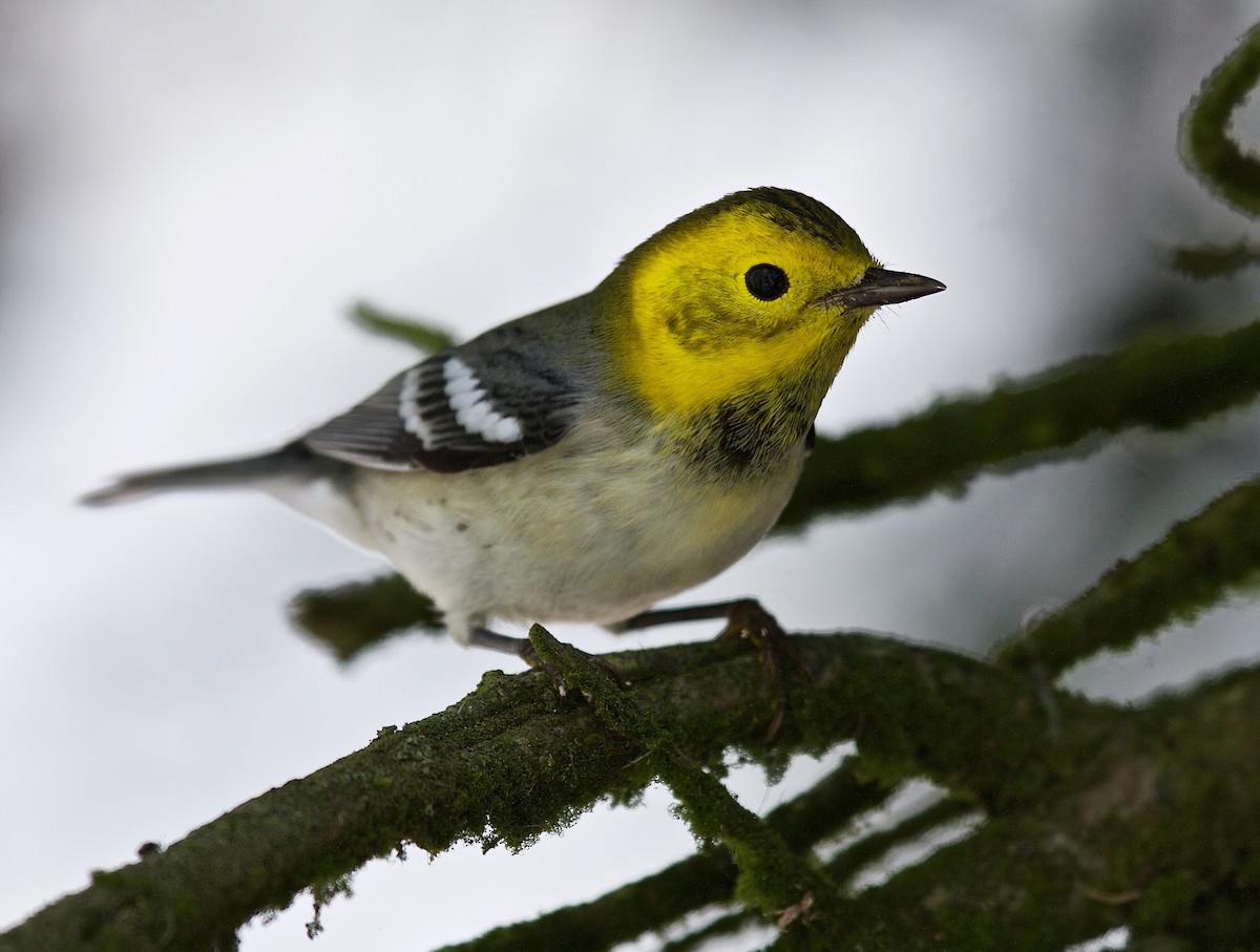 Hermit Warbler - ML45714421