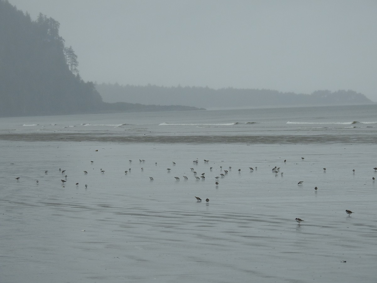 Semipalmated Plover - ML457144271