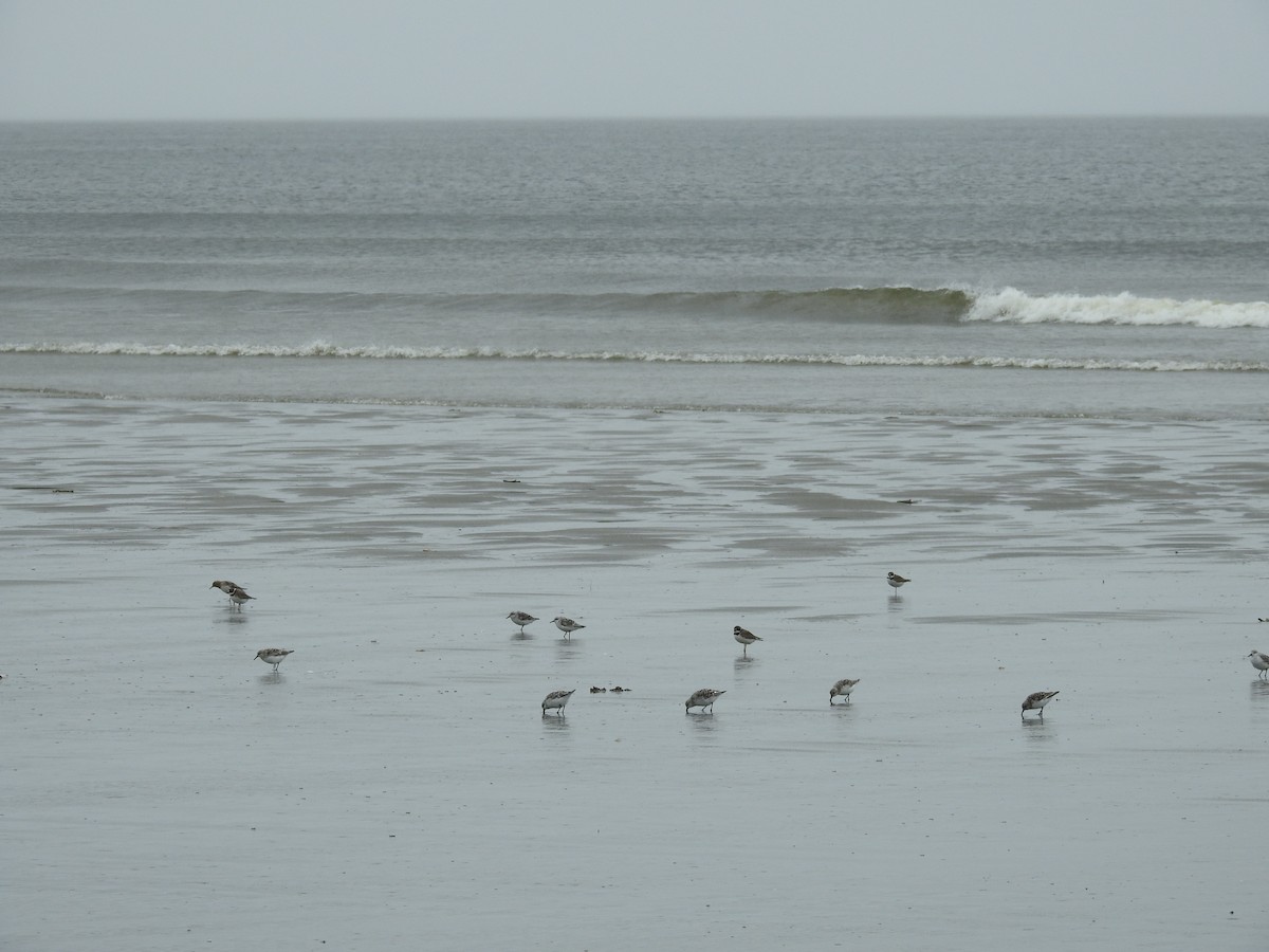 Semipalmated Plover - ML457144321