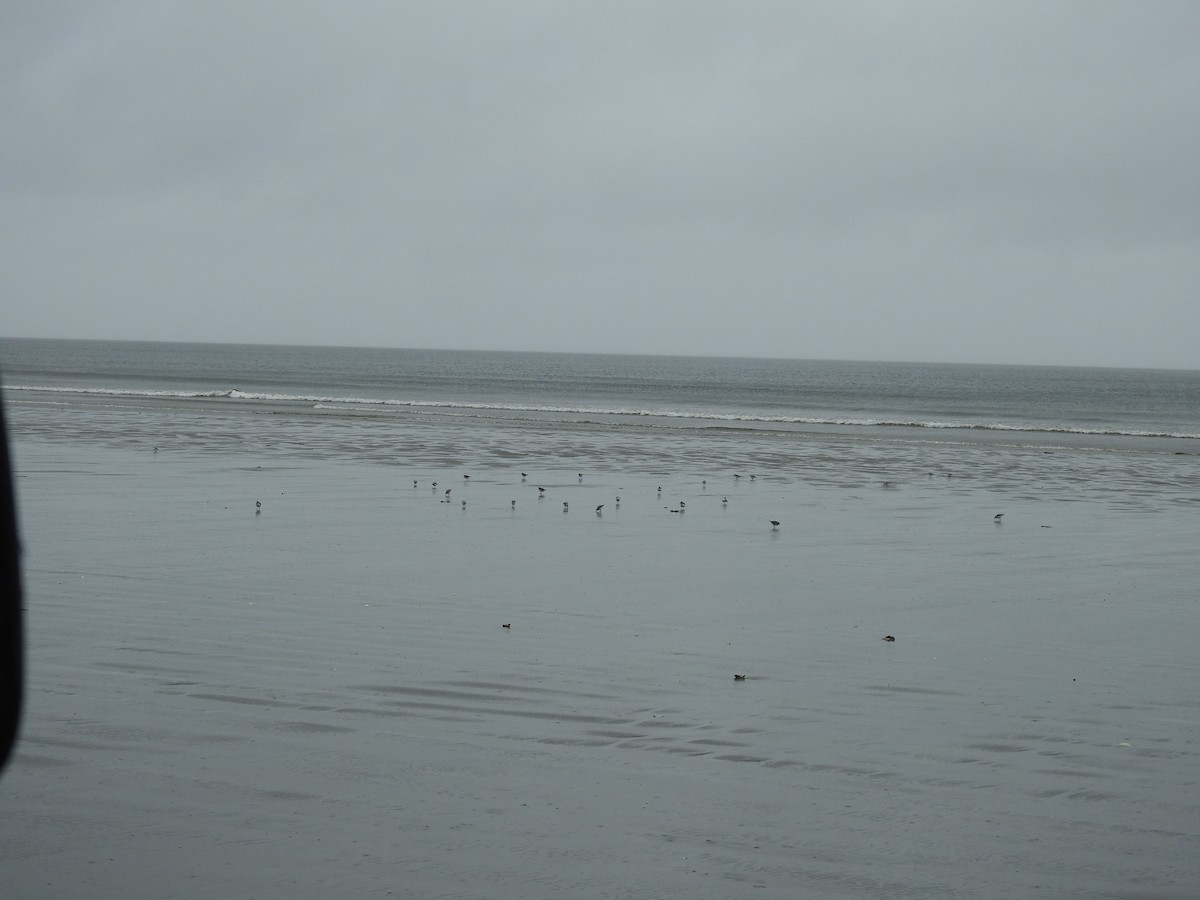 Semipalmated Plover - ML457144351