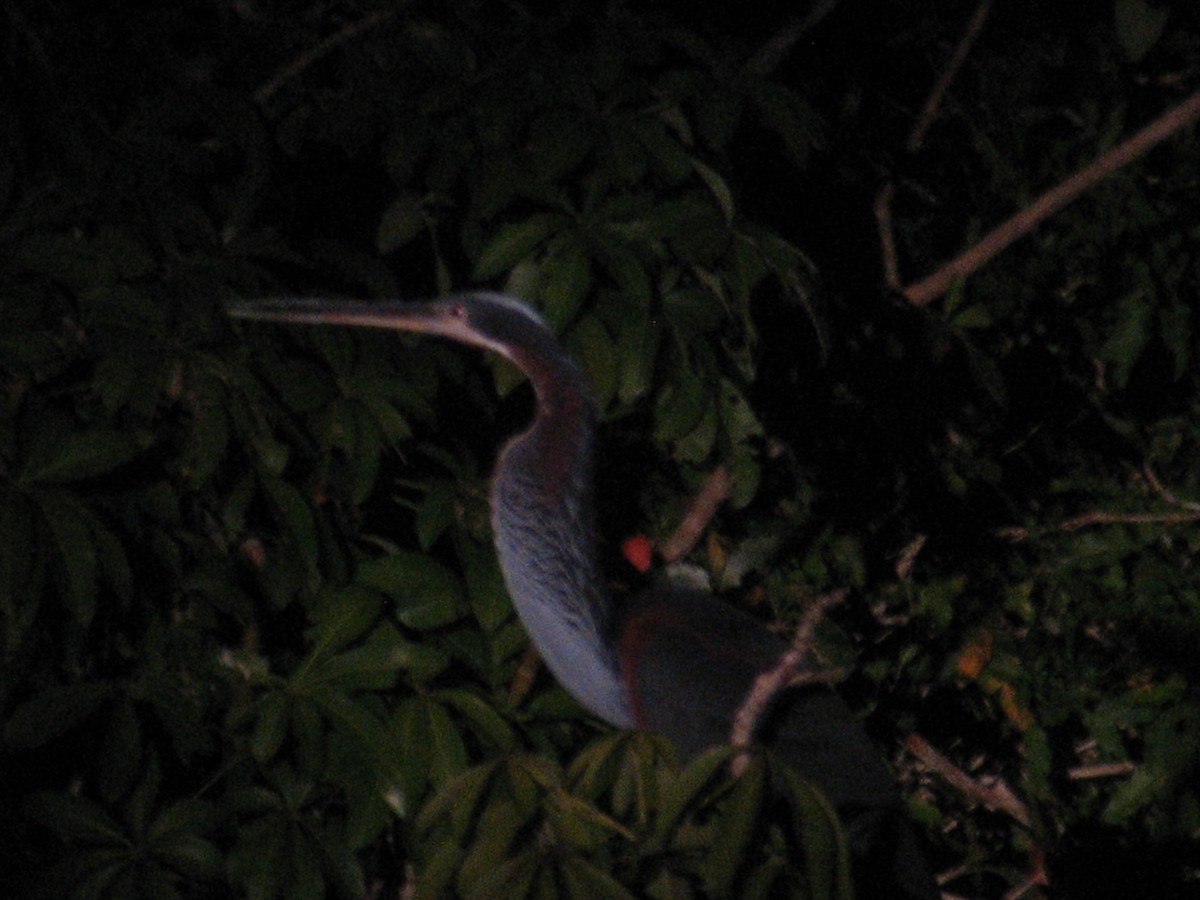 Agami Heron - ML45714451