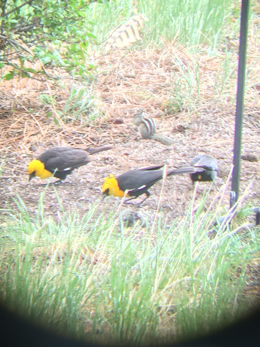 Yellow-headed Blackbird - ML457144781