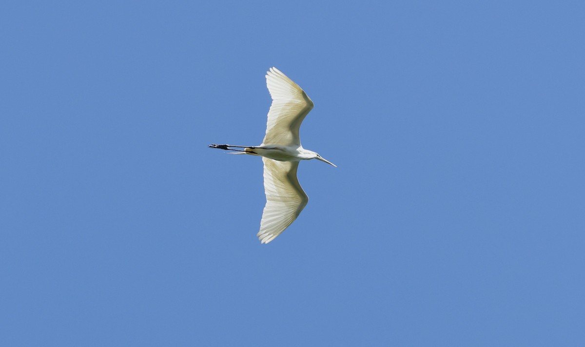 Great Egret - ML457147751