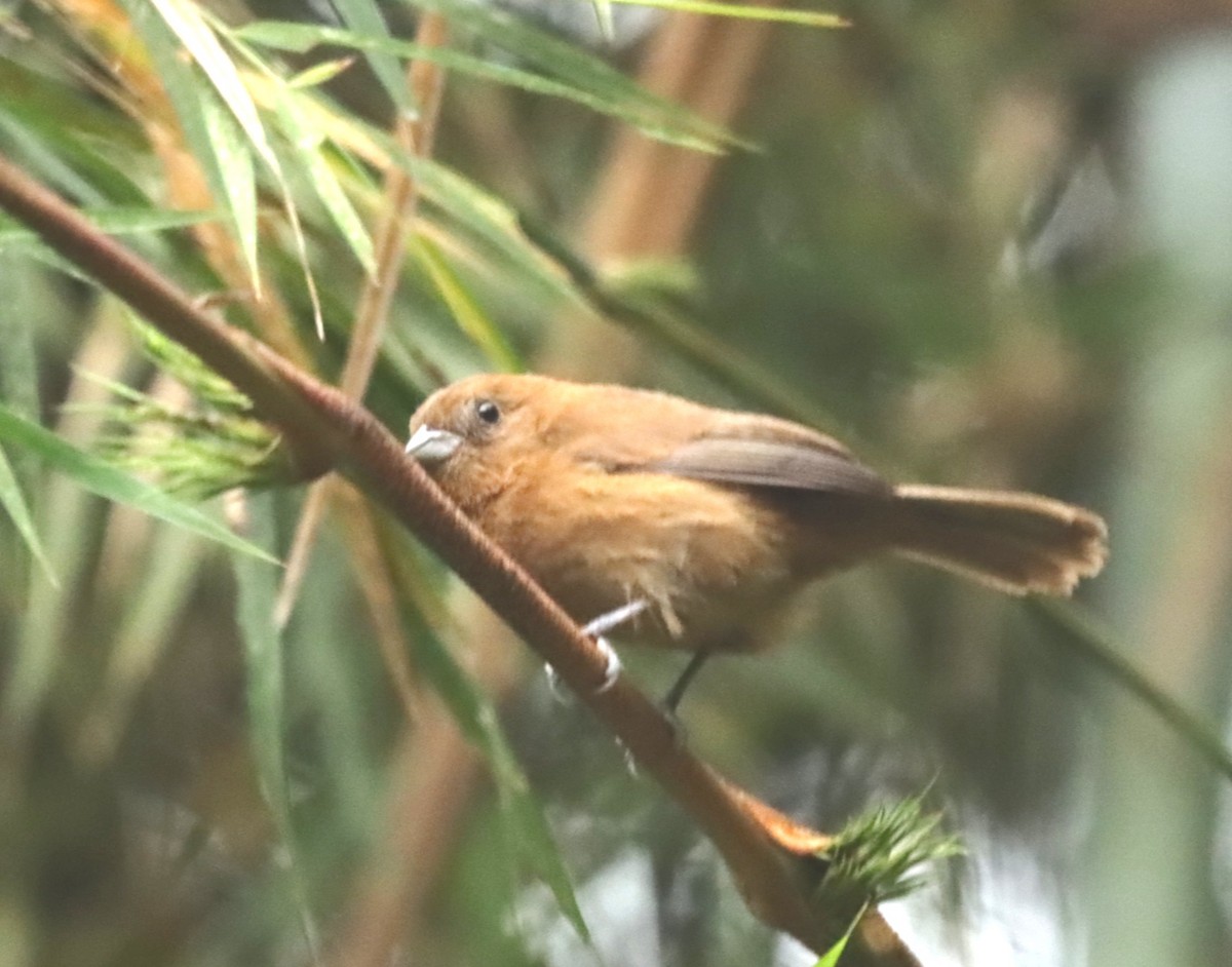 Blue Seedeater - Luis Barrantes Rodriguez