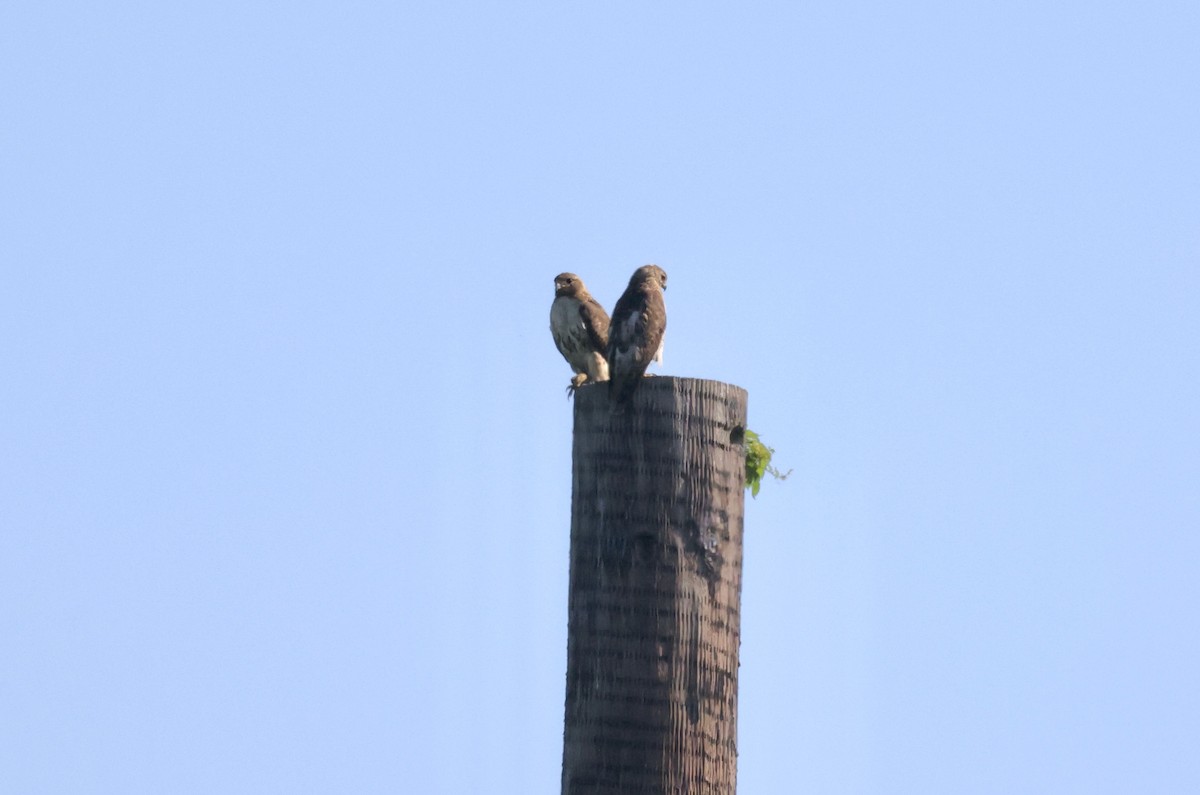 Red-tailed Hawk - ML457148311