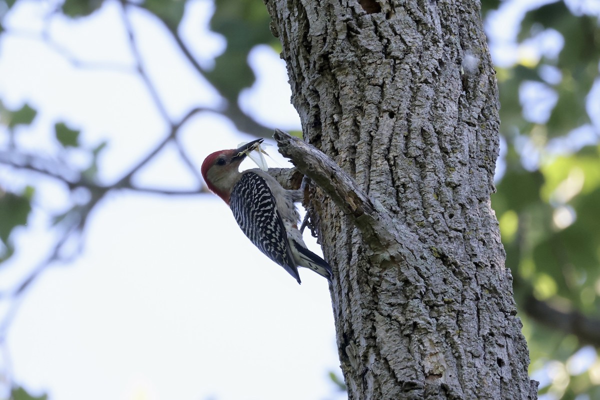 Red-bellied Woodpecker - ML457148381