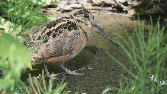 American Woodcock - ML457148661