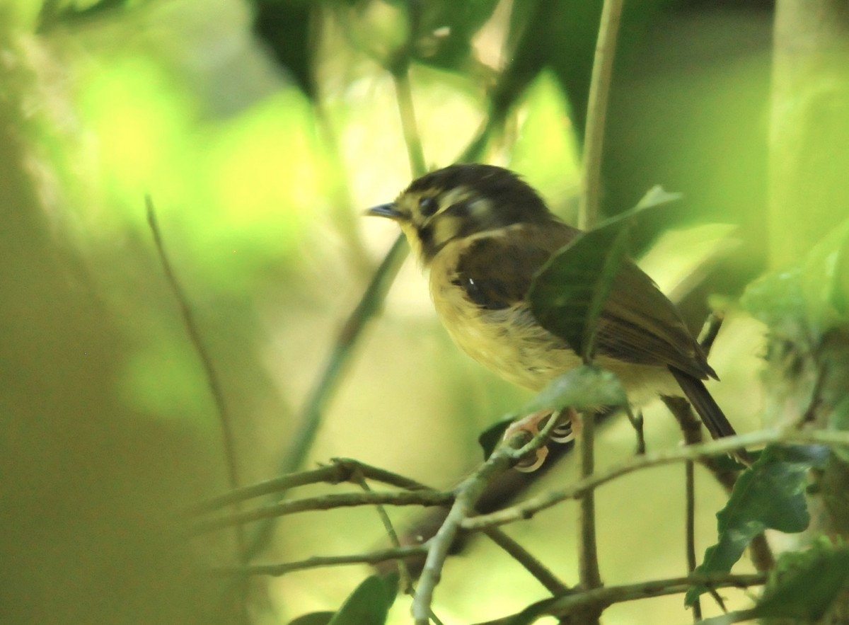 White-throated Spadebill - Luciana Chiyo