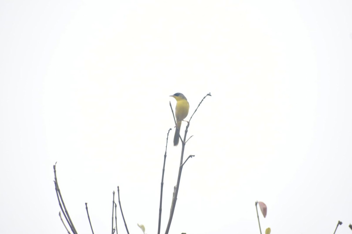 Gray-crowned Yellowthroat - ML457149111