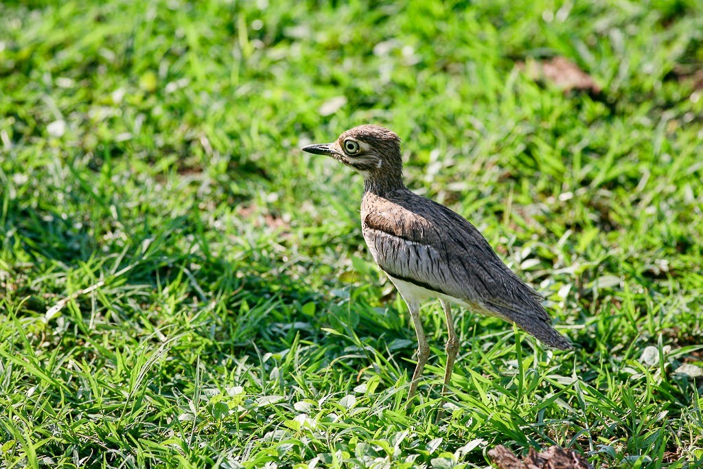 Water Thick-knee - ML457150251