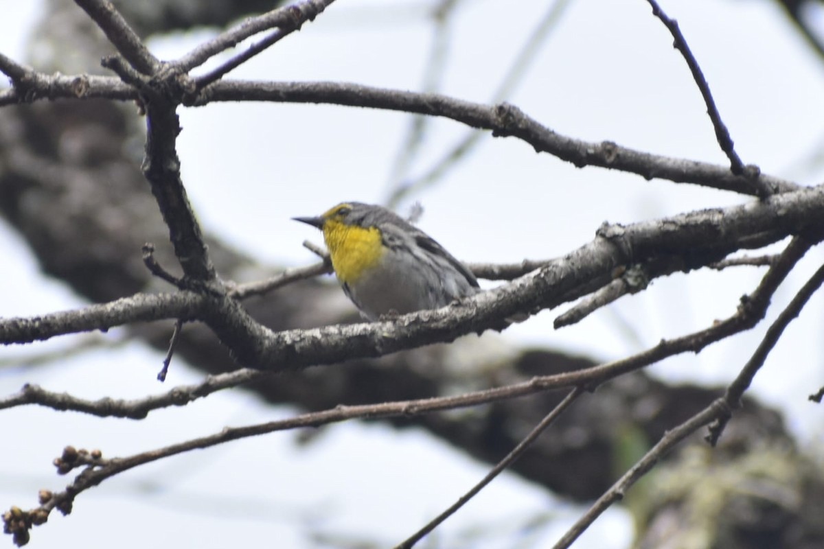 Grace's Warbler - ML457151341