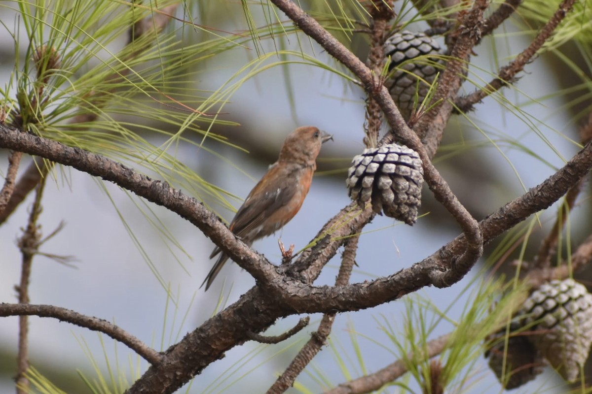 Red Crossbill - ML457151541