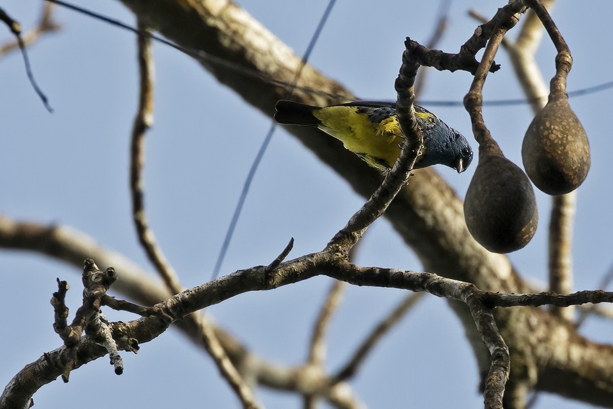 Turquoise Tanager - ML457152641