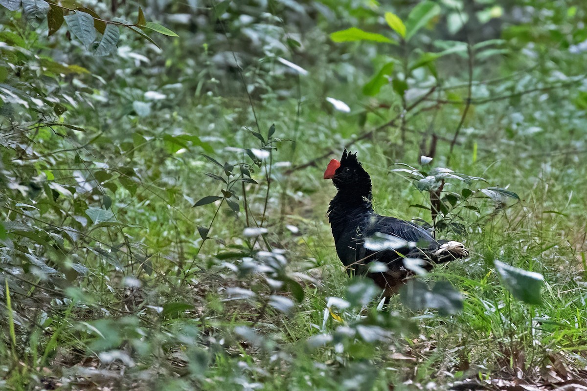 Razor-billed Curassow - ML457152691