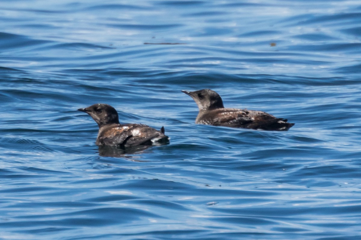 Marbled Murrelet - Doug Bryant