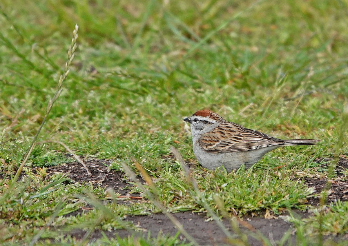 Chipping Sparrow - ML457154751