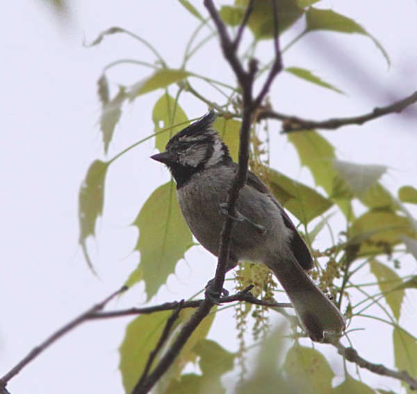 Bridled Titmouse - ML457155851