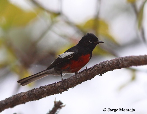 Painted Redstart - Jorge Montejo