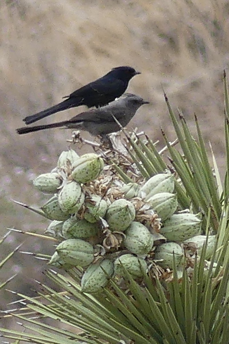 Phainopepla - ML457155991