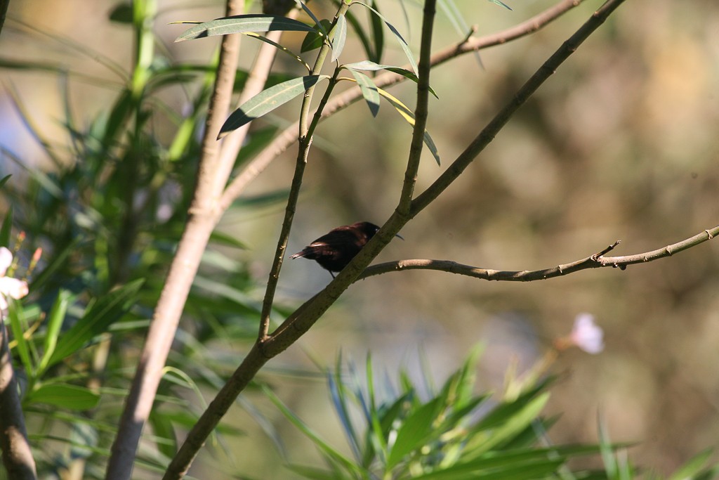 Bronze Sunbird - ML457156241