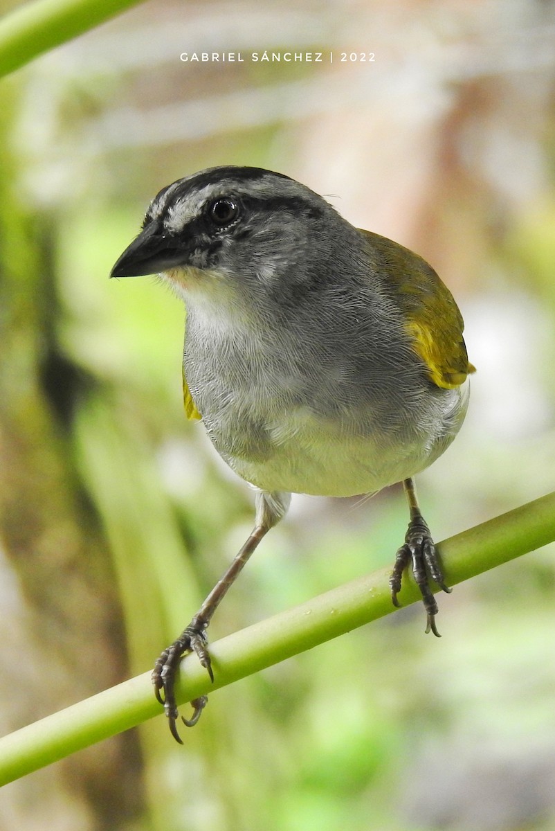 Black-striped Sparrow - ML457156451