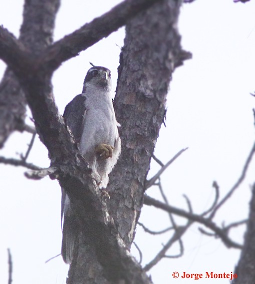 American Goshawk - ML457157711