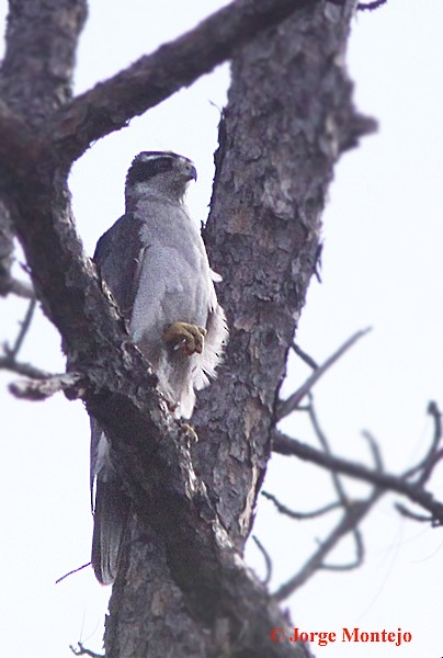 American Goshawk - ML457157721