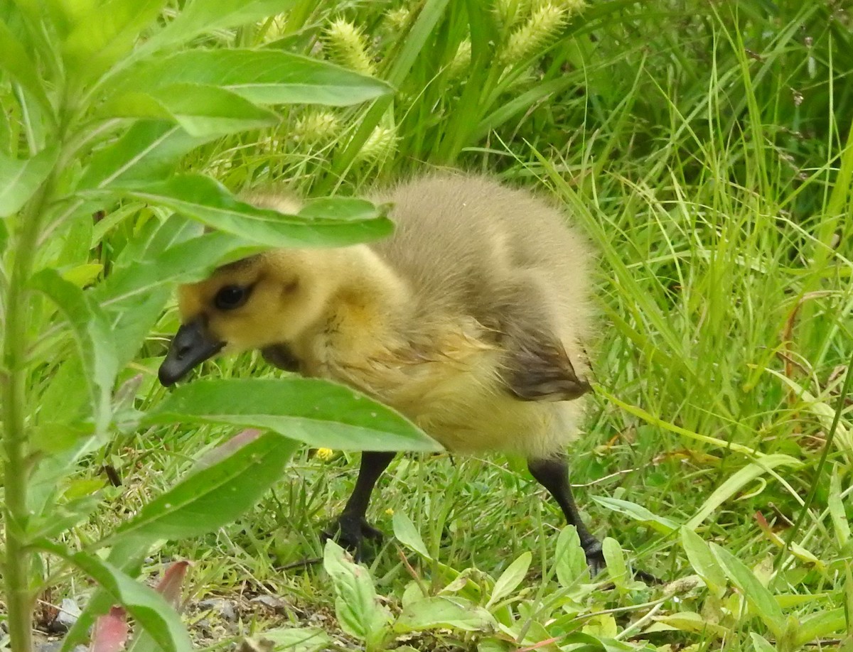 Canada Goose - ML457158651