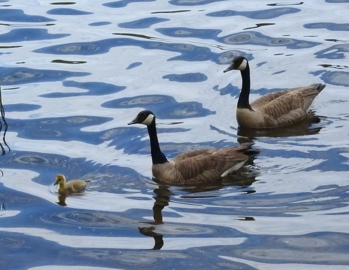 Canada Goose - ML457158661